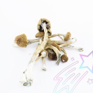 Golden Teacher